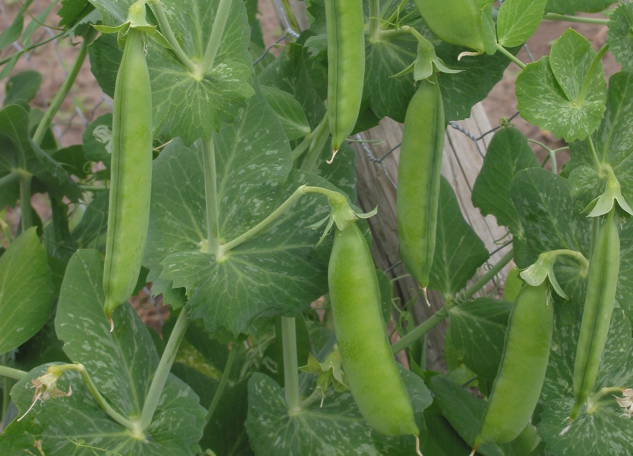 Покращать якість ґрунту: 7 рослин, які допоможуть у садівництві